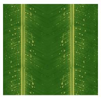 Banana leaf film